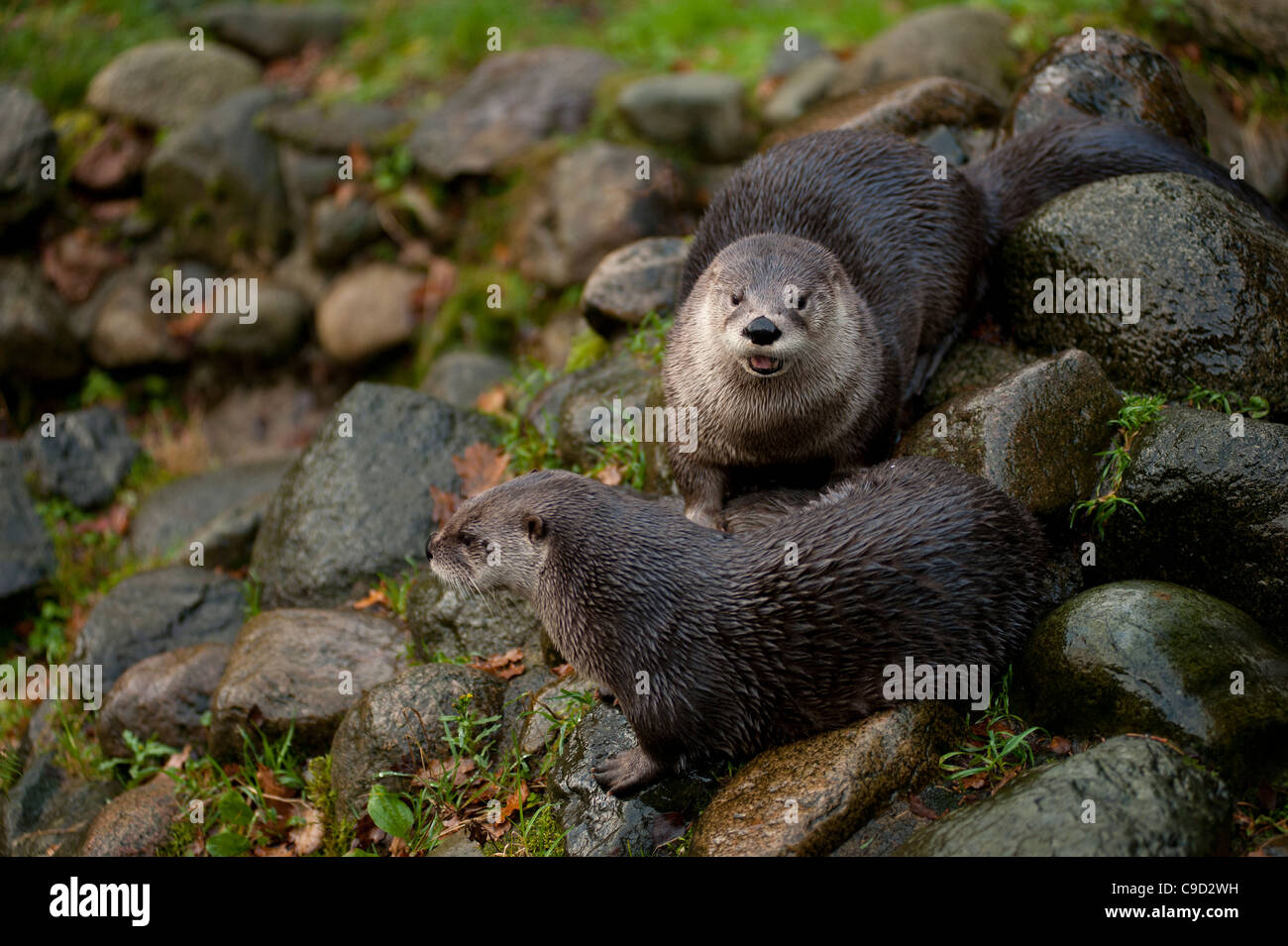 North American River Otters also known as Canadian River Otters at the
