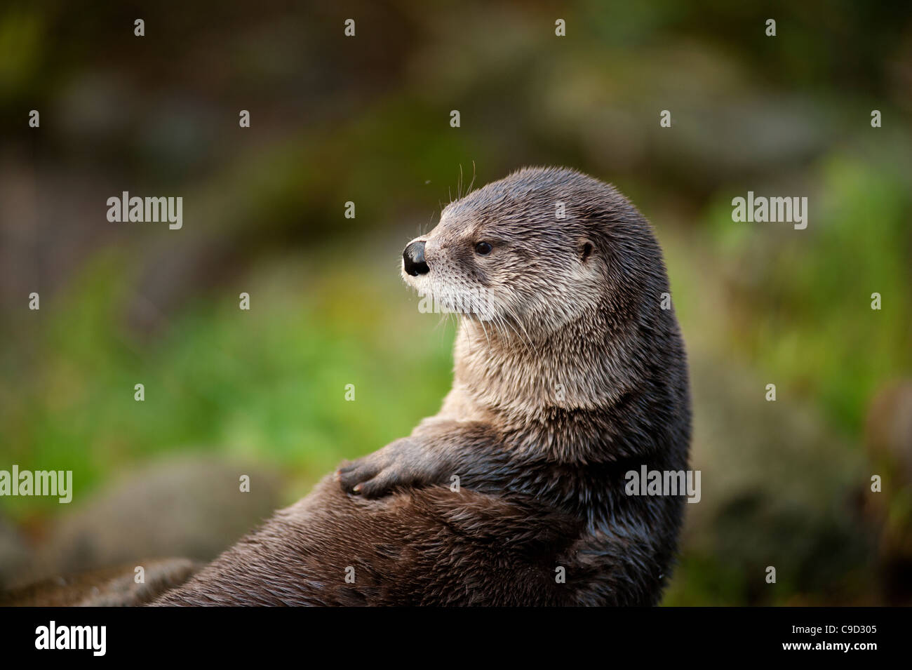 North American River Otters also known as Canadian River Otters at the