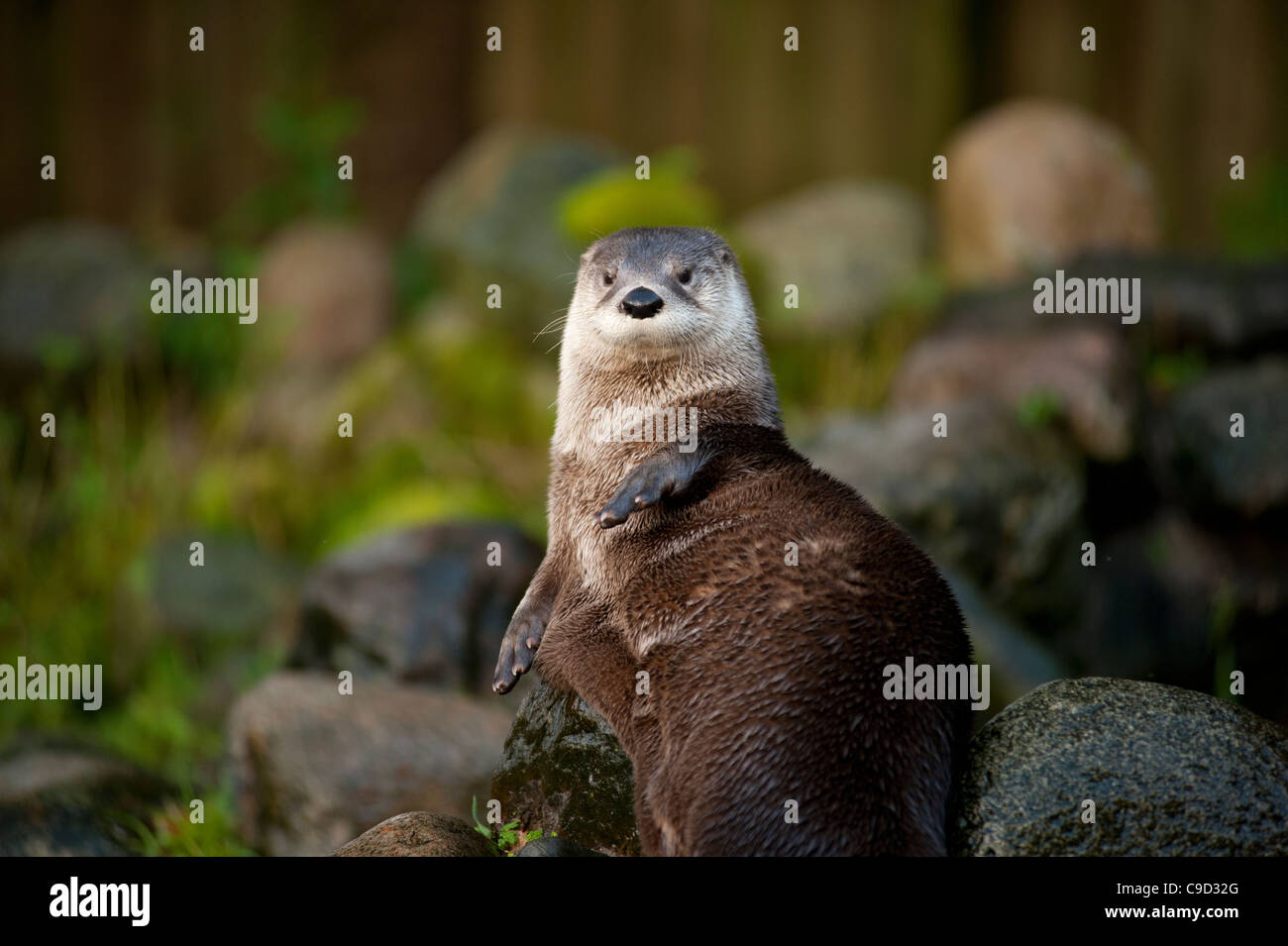 North American River Otters also known as Canadian River Otters at the