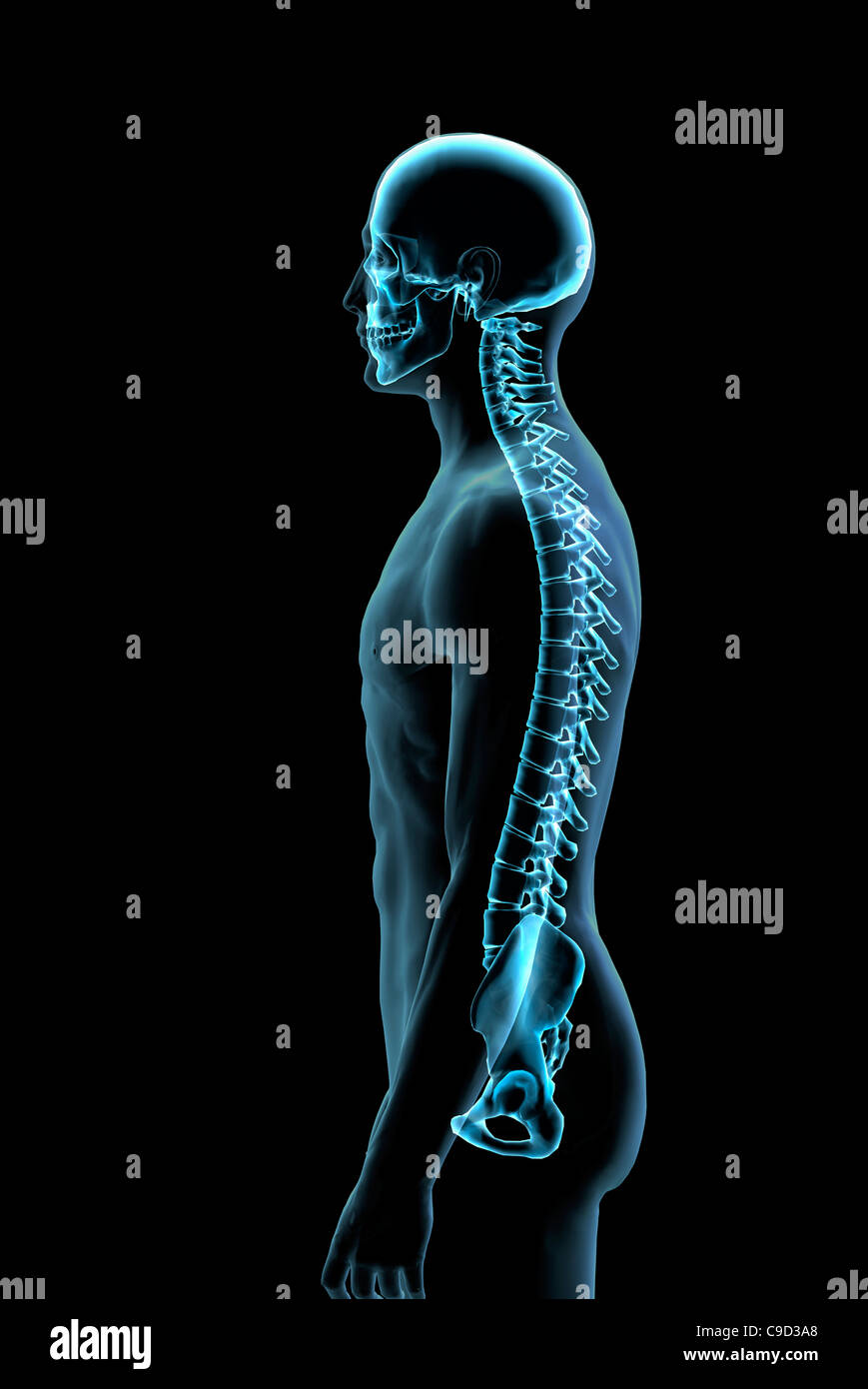Male spine side view in blue X-ray 3, Digitally Generated Image by Hank ...