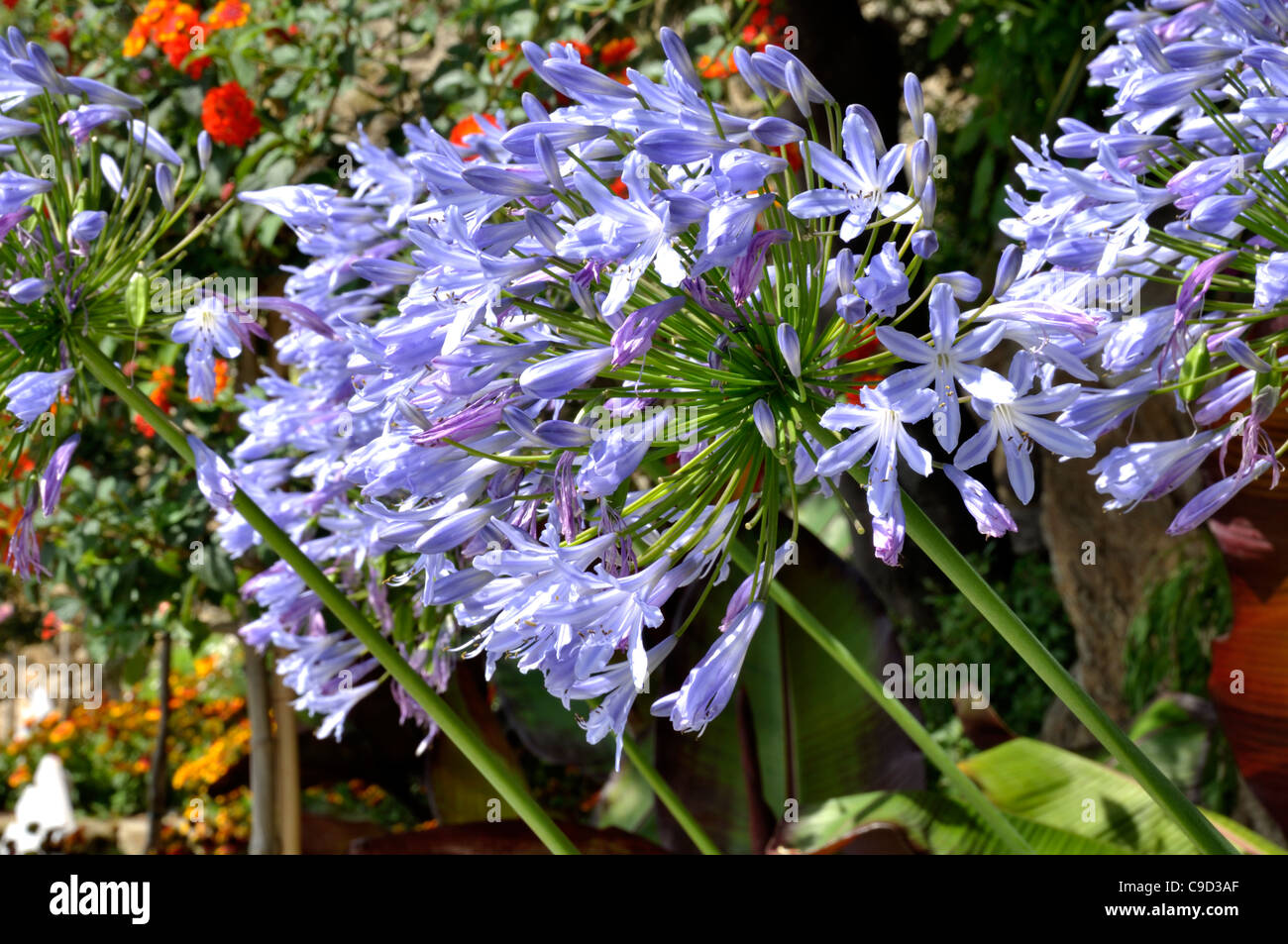 Agapanthus (Lily of the Nil) 'Blue Triumphator' in flower (Agapanthus sp). Stock Photo