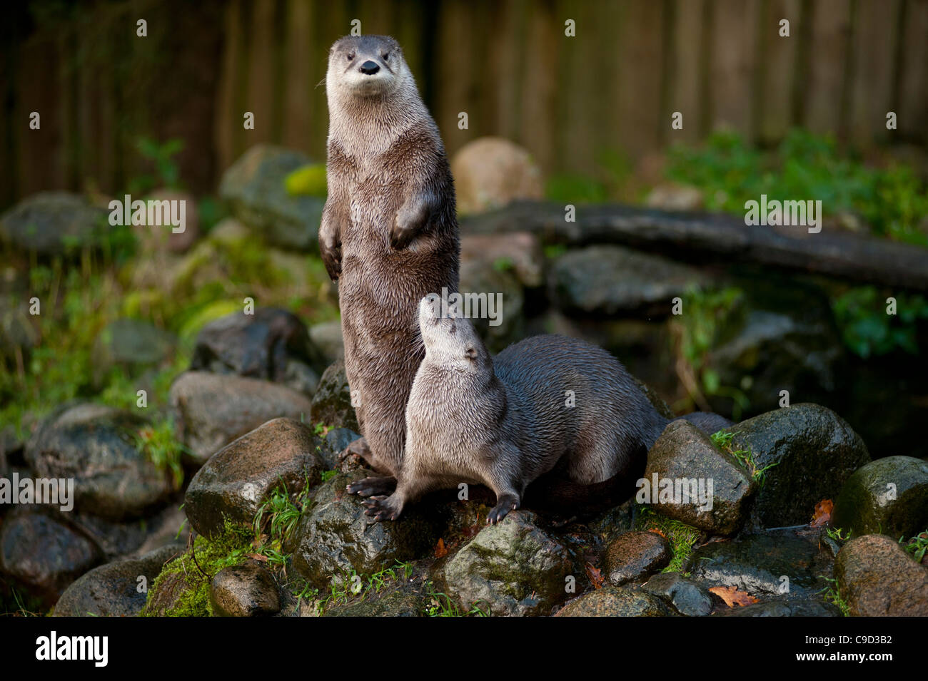 North American River Otters also known as Canadian River Otters at the