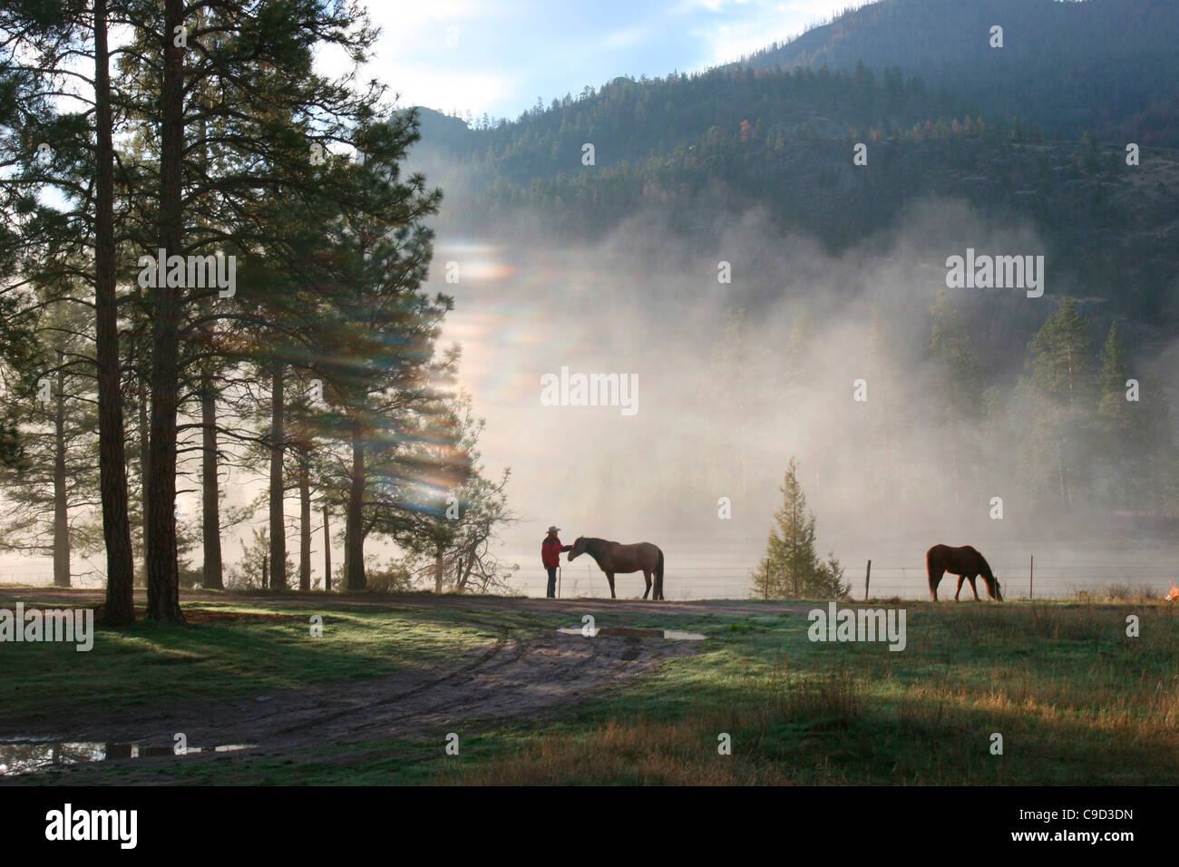 USA, Montana, Ronan, Flathead National Forest, Horses in pasture, mist