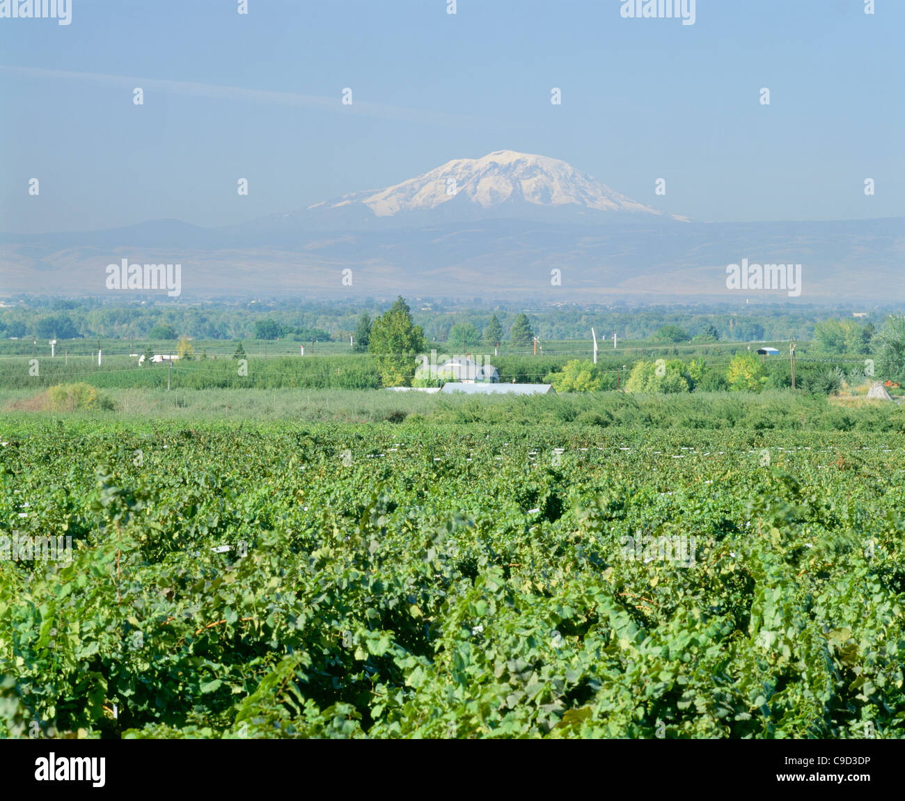 Vineyards, Mt. Adams in the distance. Washington state Stock Photo - Alamy