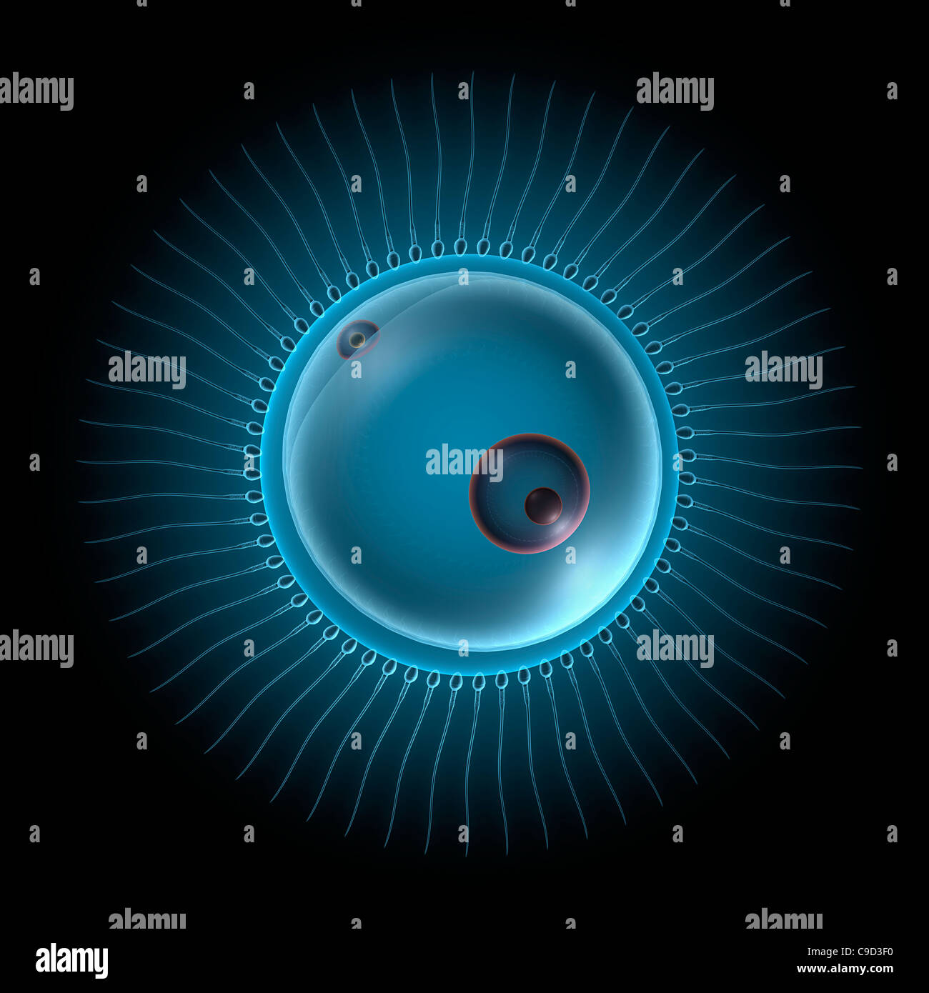 My Image 47