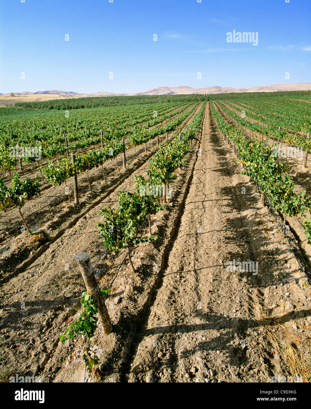 Eight tear old cabernet sauvignon grape vines with drip irrigation. Stock Photo