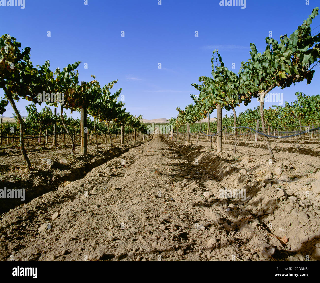 Vineyard drip irrigation hires stock photography and images Alamy