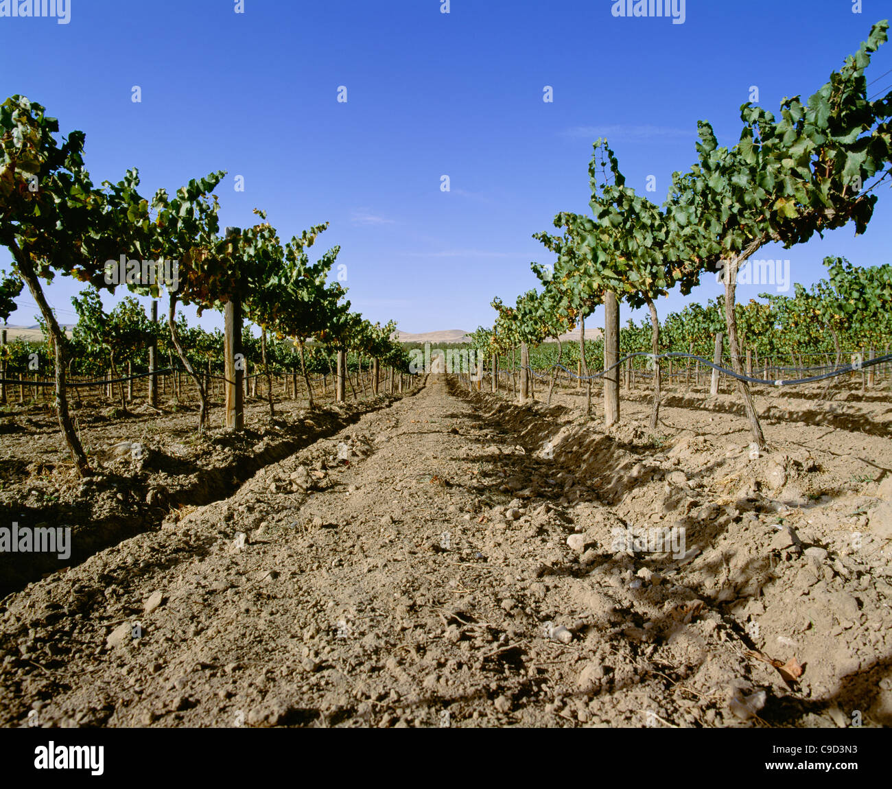 Eight tear old cabernet sauvignon grape vines with drip irrigation. Stock Photo