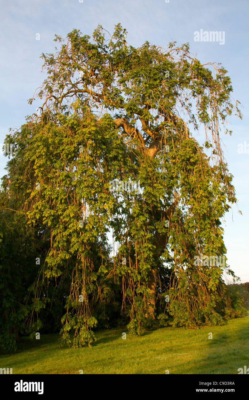 Weeping ash tree, Fraxinus excelsior 'pendula' Stock Photo