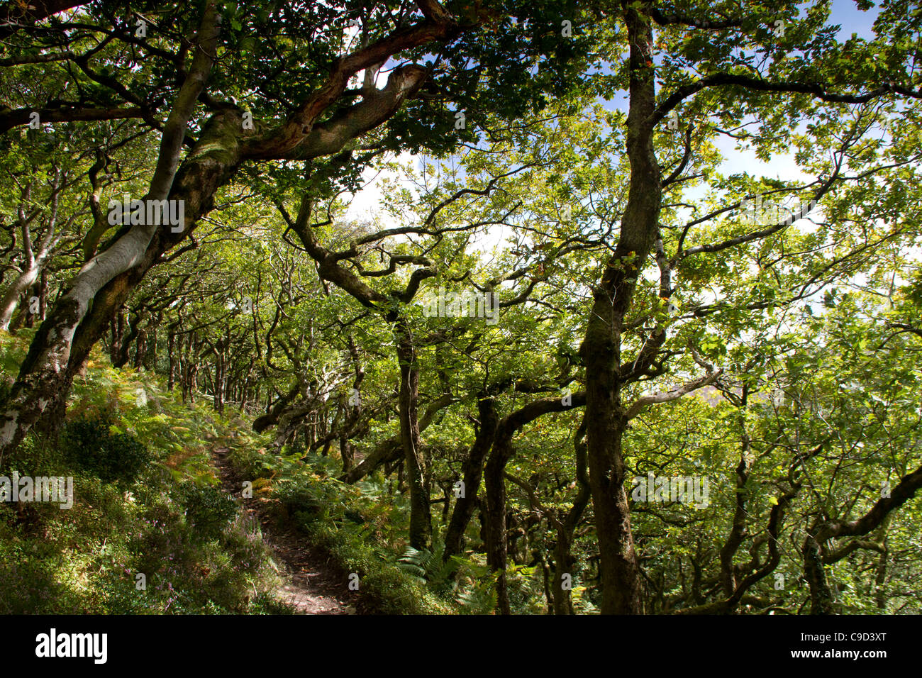 Horner wood on Exmoor, England Stock Photo