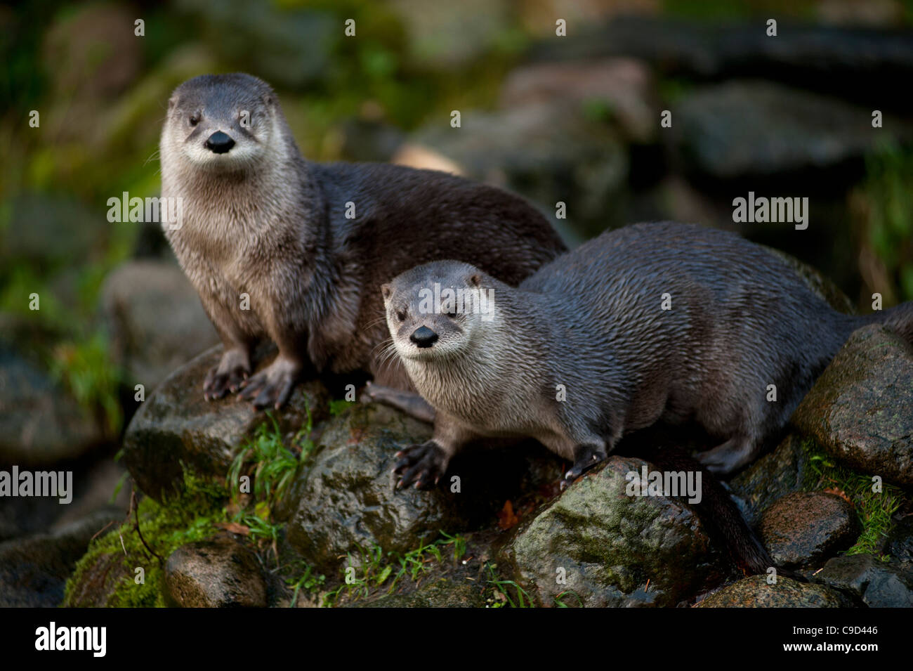 North American River Otters also known as Canadian River Otters at the