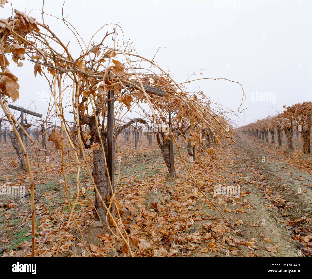 Unpruned grape vines in winter Stock Photo Alamy