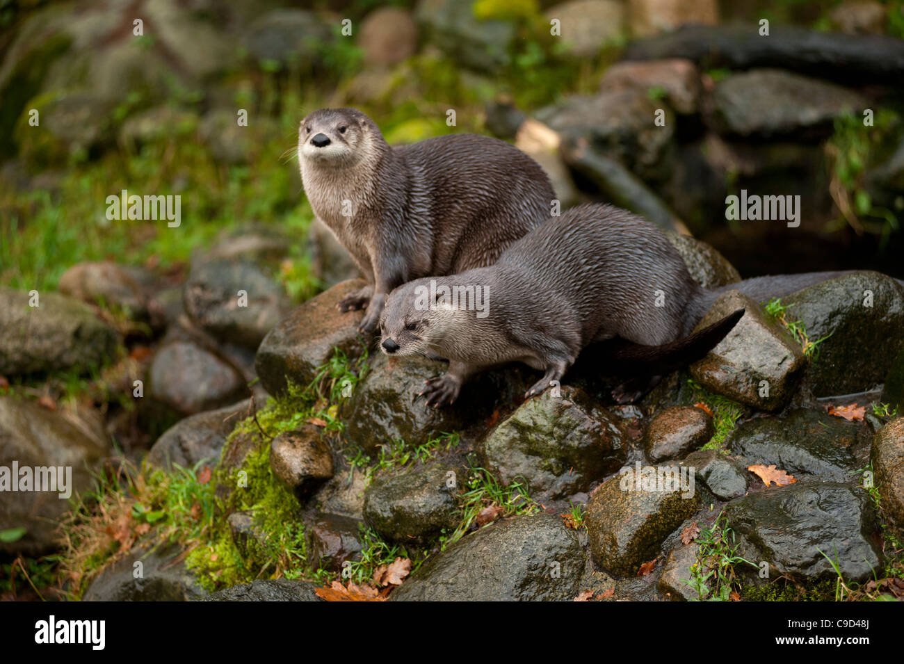 North American River Otters also known as Canadian River Otters at the