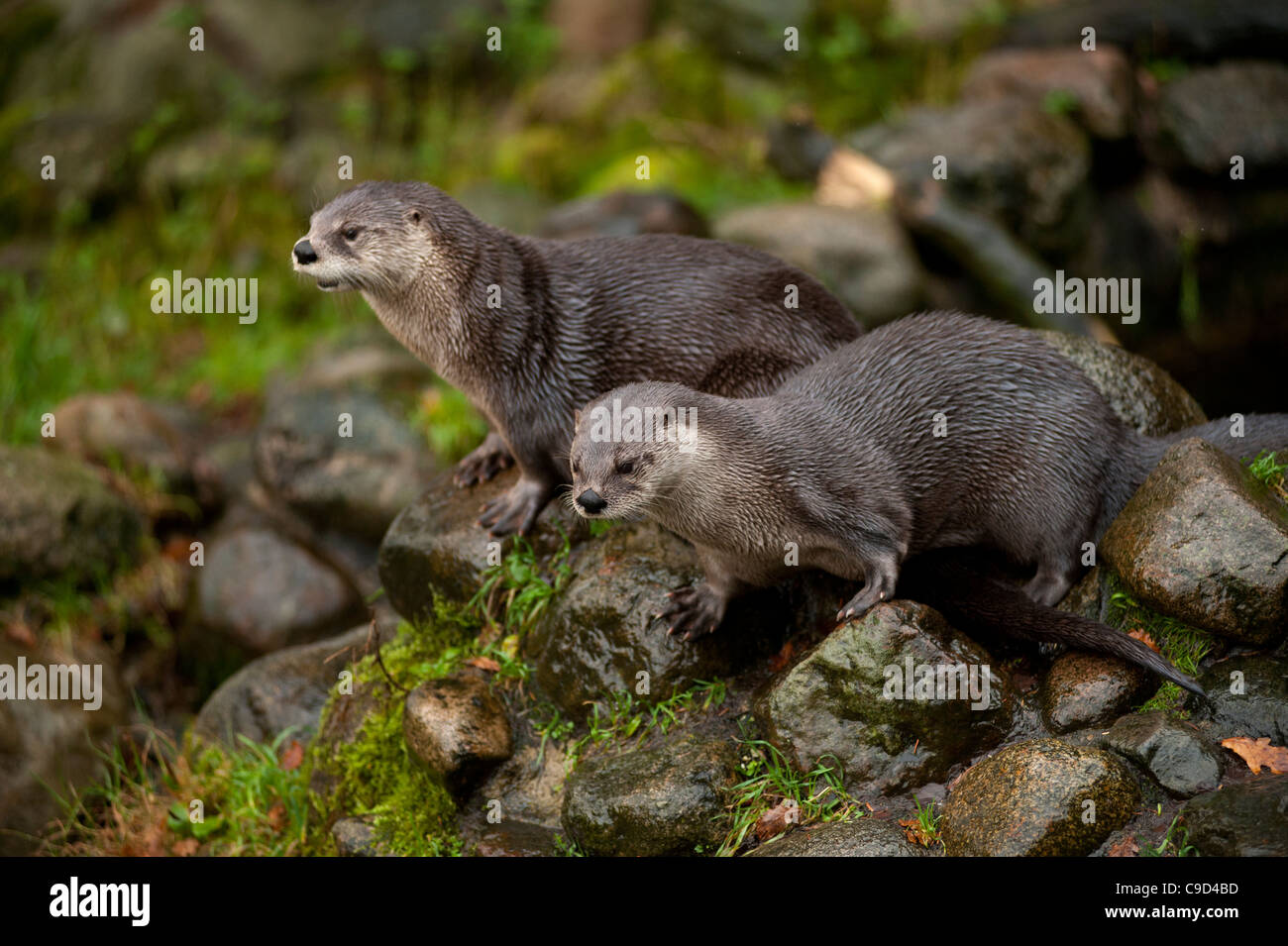 North American River Otters also known as Canadian River Otters at the