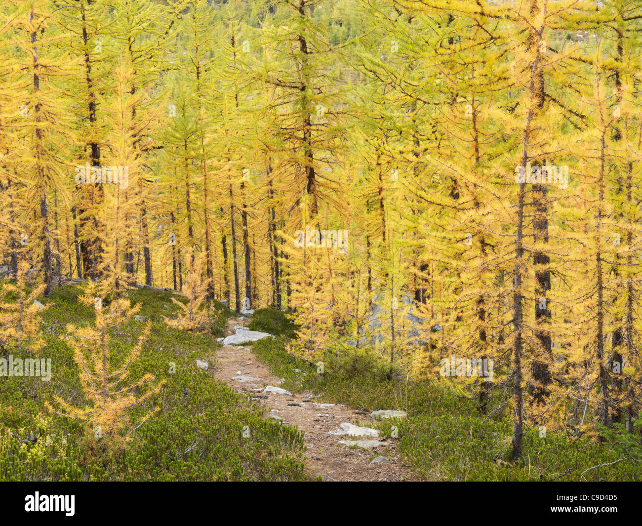 Canada, Alberta, Banff National Park, Trail through alpine larches in ...
