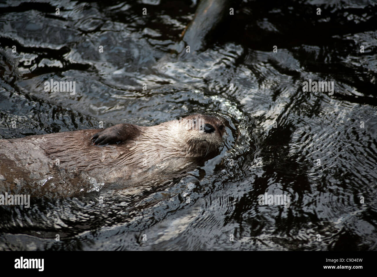 North American River Otters also known as Canadian River Otters at the