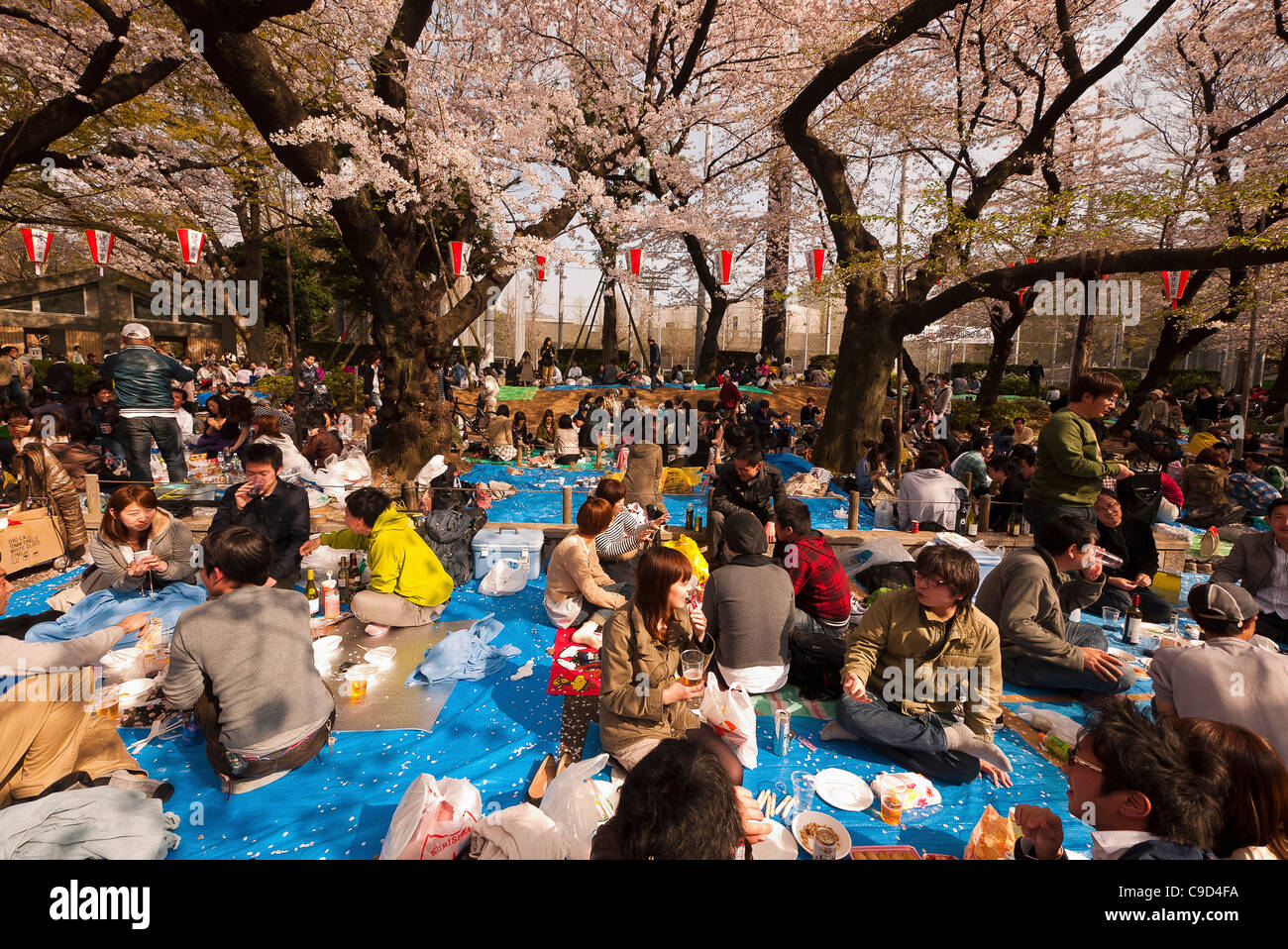 Japan, Tokyo, Ueno Park, Hanami cherry blossom viewing parties under cherry trees in full blossom Stock Photo