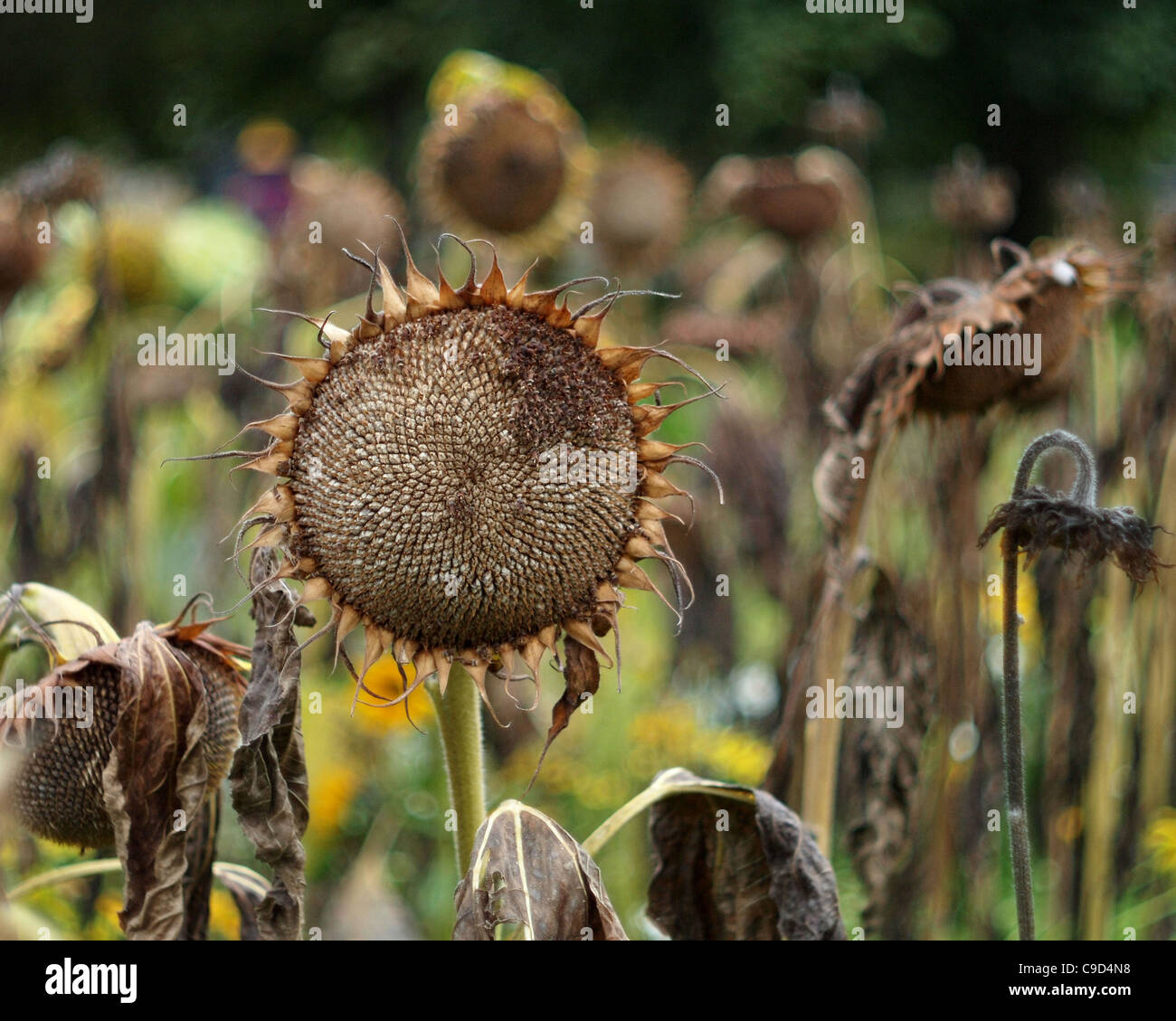 Decaying flowers hires stock photography and images Alamy