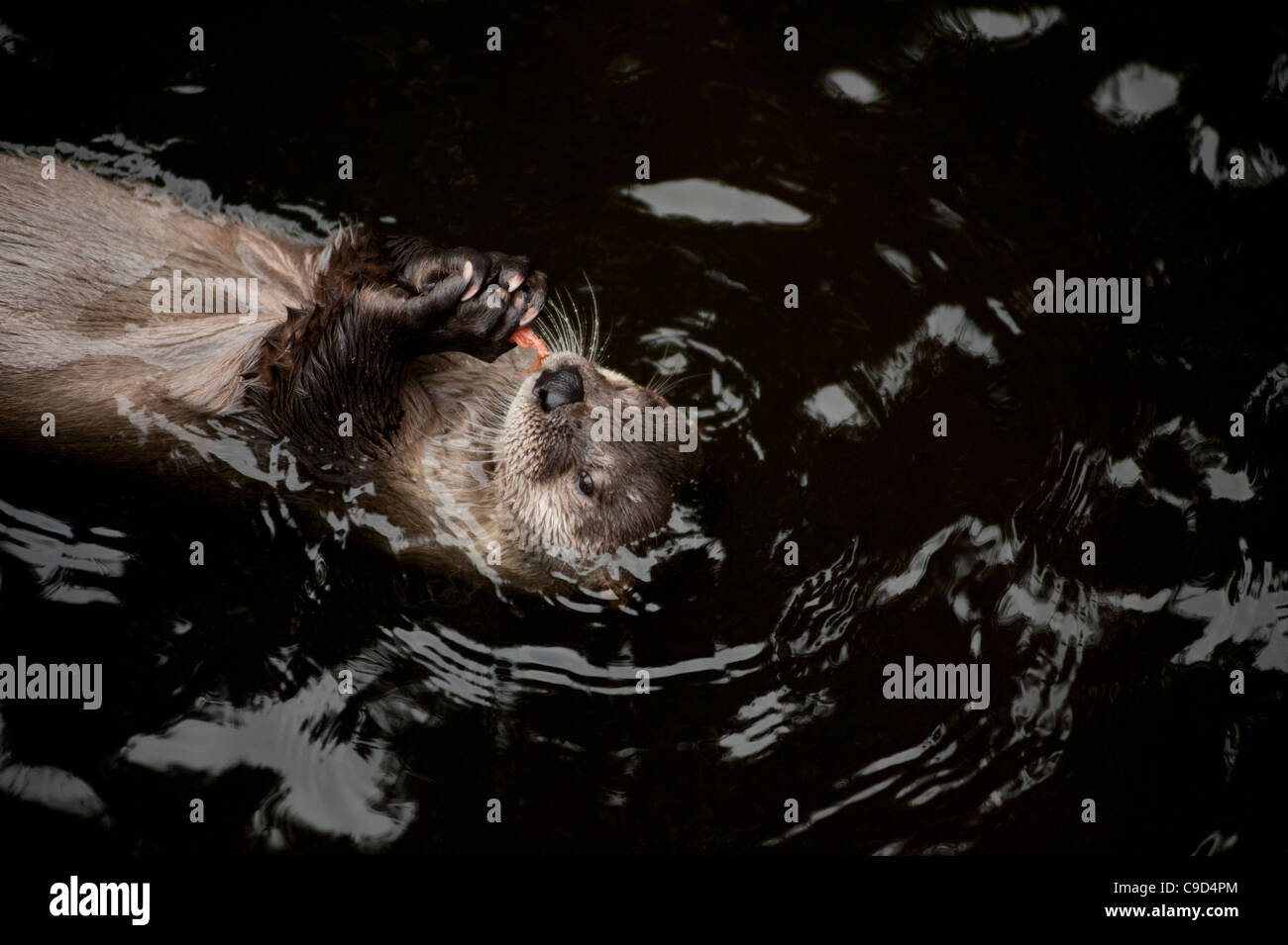 North American River Otters also known as Canadian River Otters at the