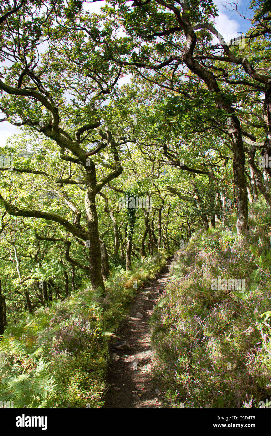 Horner wood on Exmoor, England Stock Photo