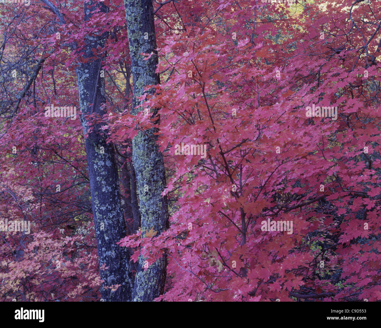 Bigtooth Maple trees, Coronado National Forest, Arizona, USA Stock