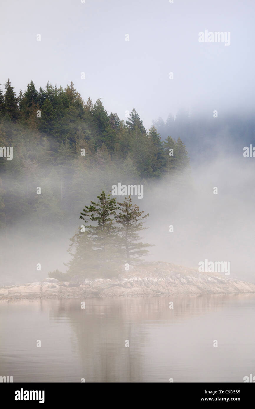 Trees covered with fog, Great Bear Rainforest, British Columbia, Canada Stock Photo