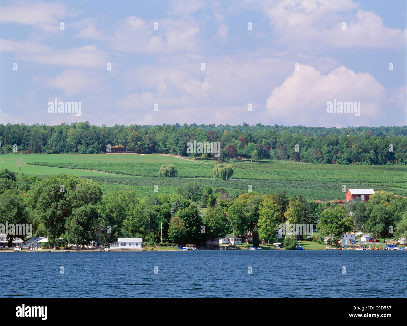 Lakeshore vineyards Keuka Lake, NY Stock Photo Alamy