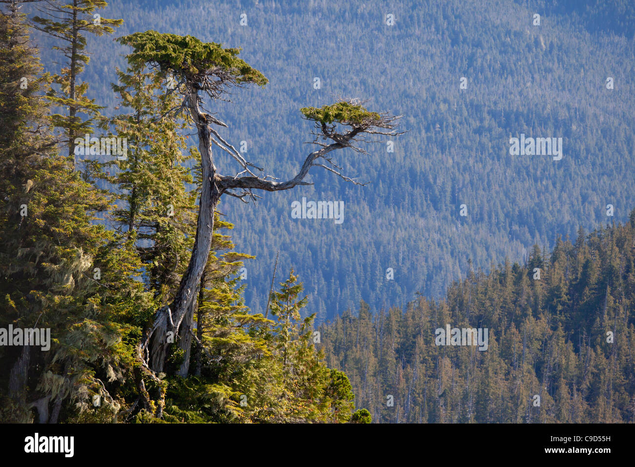 Trees in a rainforest, Great Bear Rainforest, British Columbia, Canada Stock Photo