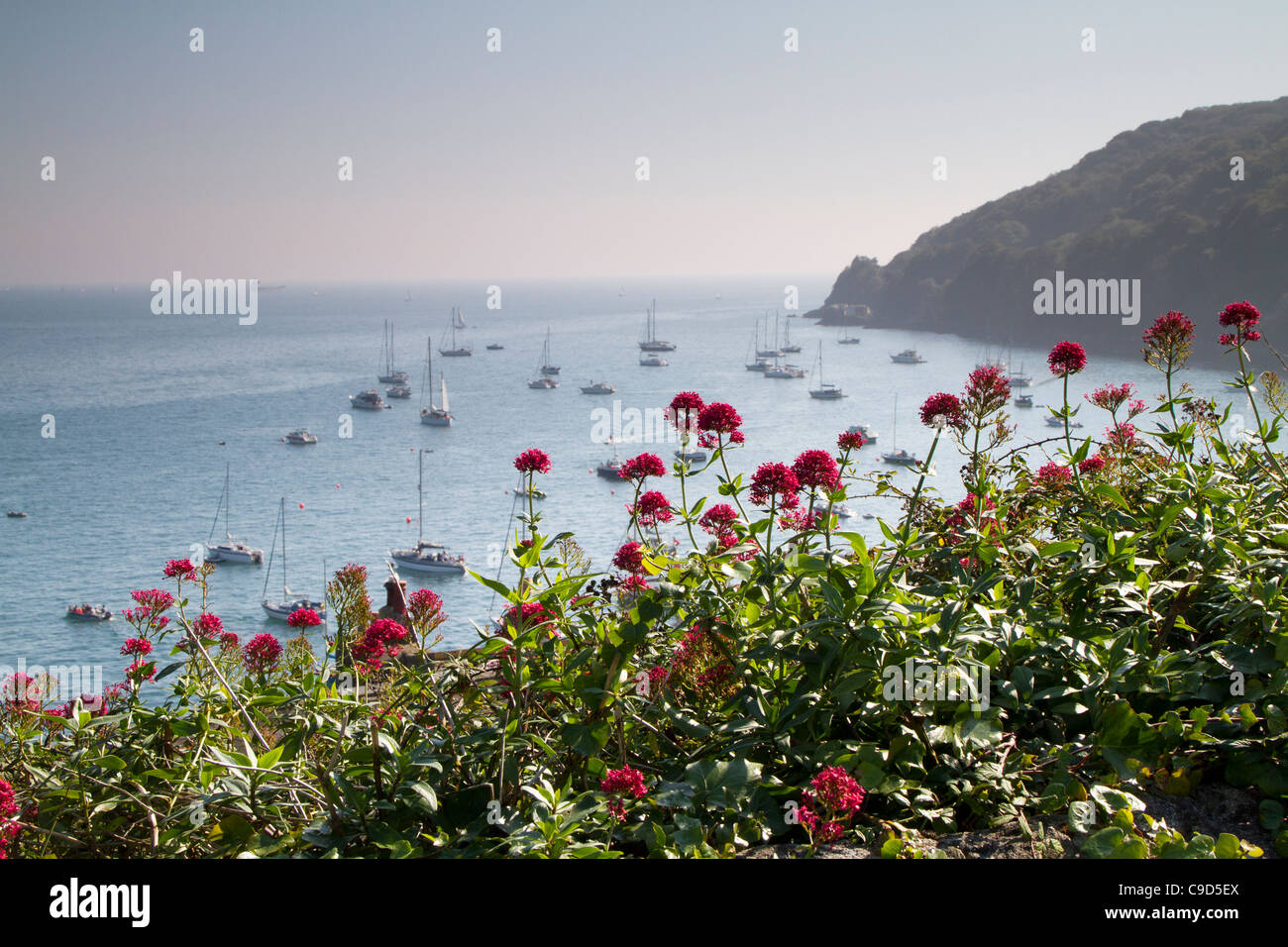 View from Cawsand in Cornwall, with red valerian flowers. Stock Photo