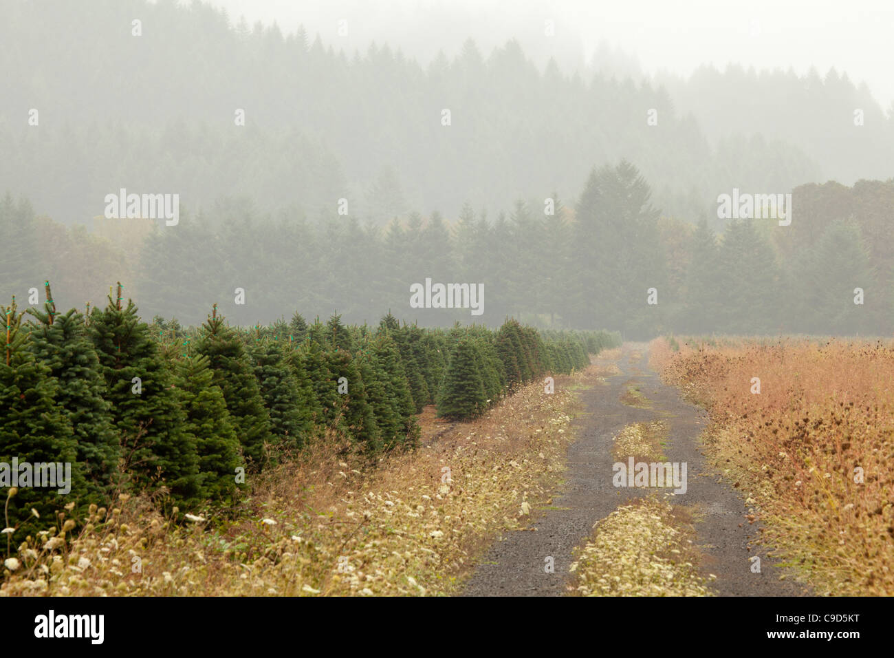 Usa oregon alsea river christmas tree farm hires stock photography and images Alamy