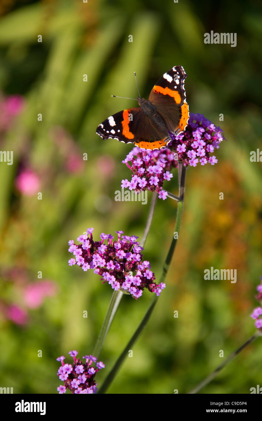 Red Admiral butterfly on verbena bonariensis Stock Photo