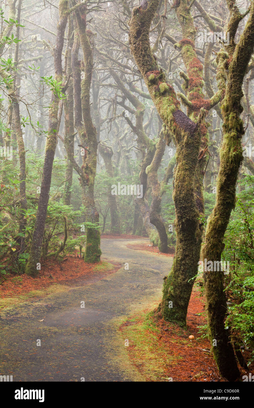 USA, Oregon, Forest trail in Carl G. Washburne Memorial State Park