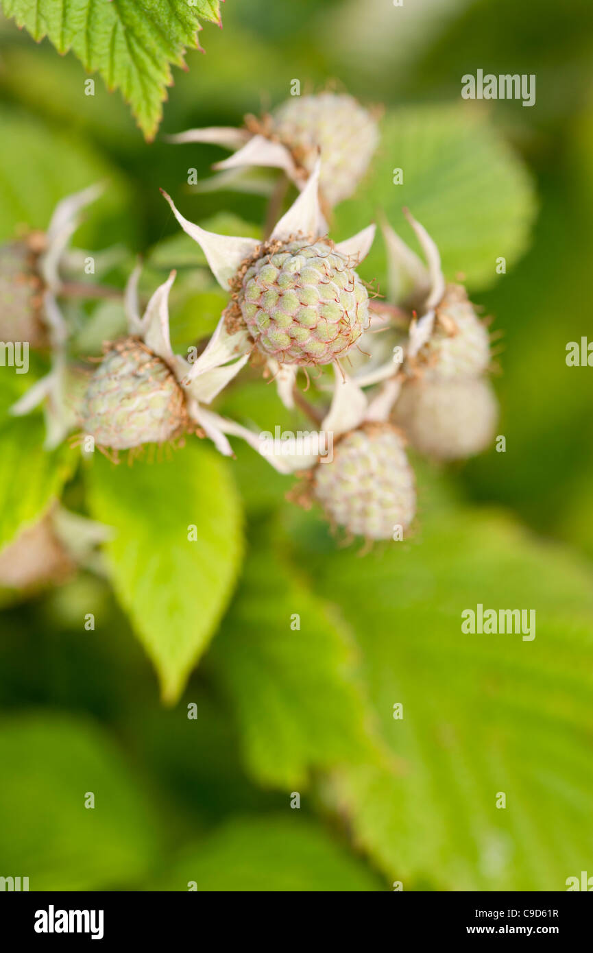 Unripe raspberries Stock Photo