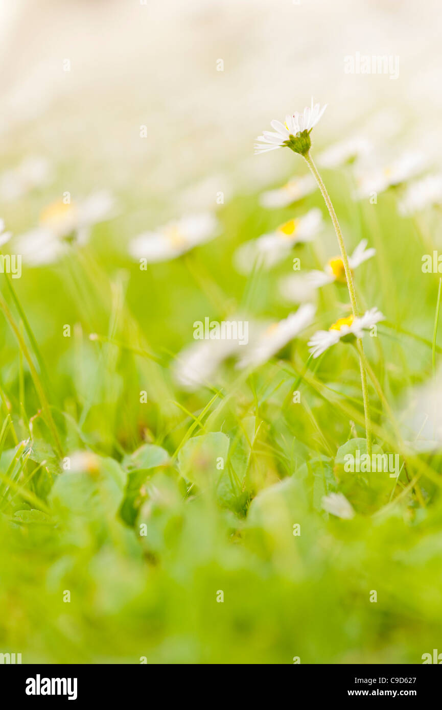 Flowers on a field Stock Photo