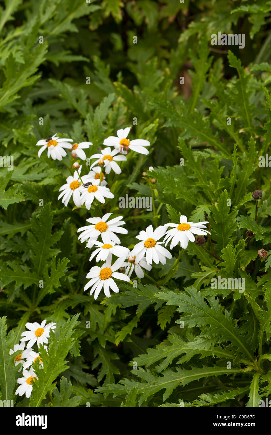 Marguerite 'Sugar button' (Argyranthemum frutescens) Stock Photo