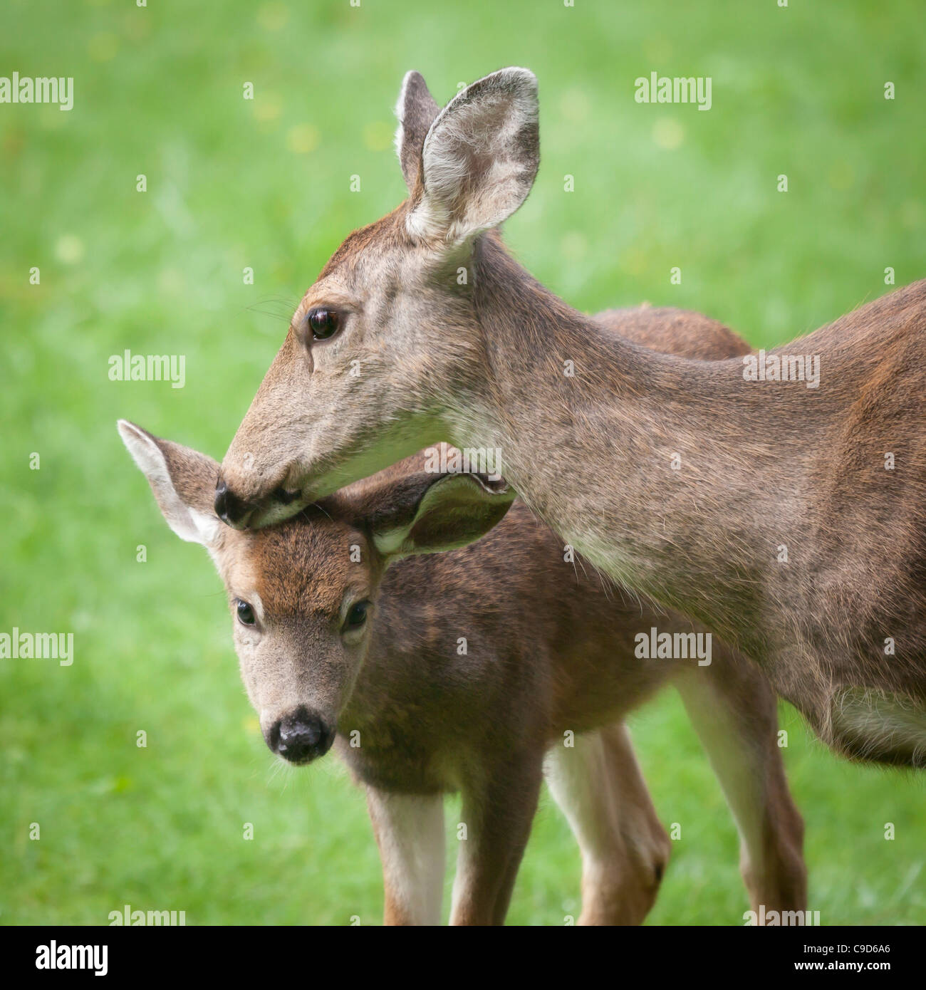 USA, Mother blacktail deer (Odocoileus columbianus) and her fawn Stock