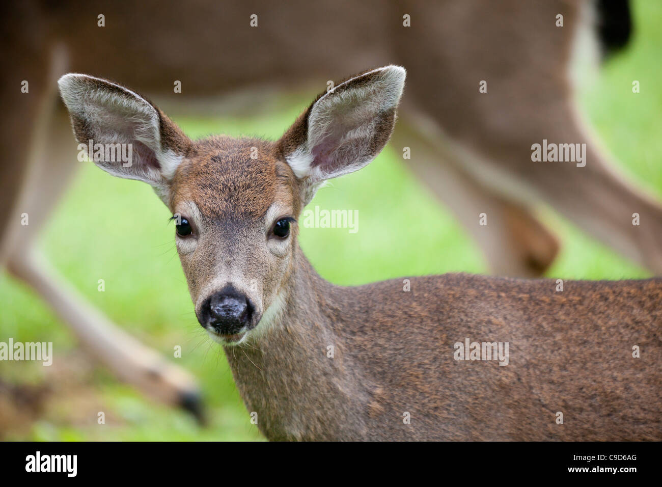 USA, Mother blacktail deer (Odocoileus columbianus) and her fawn Stock