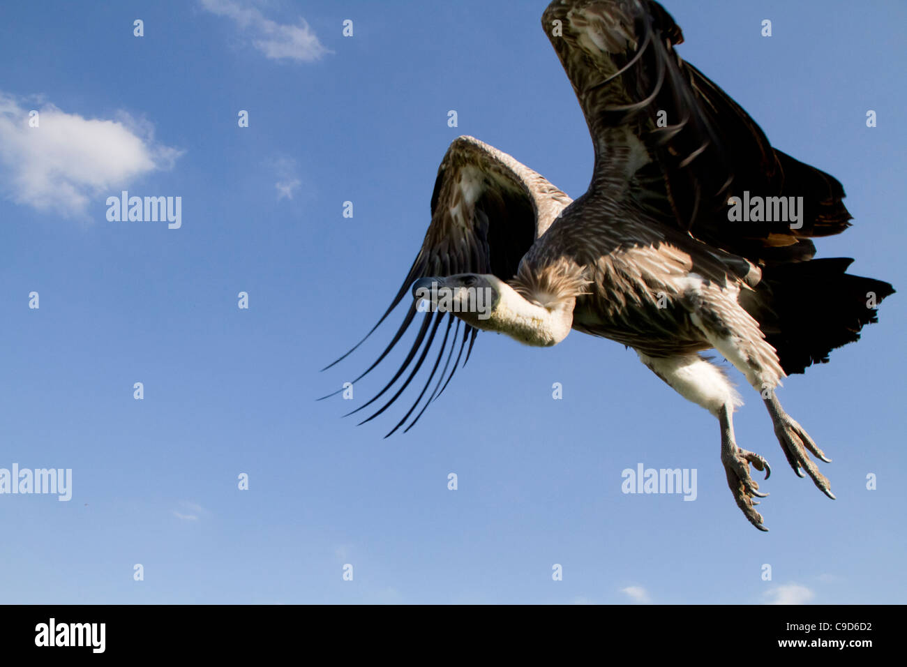African White-backed vulture, Gyps africanus Stock Photo