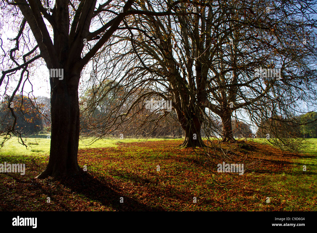 Line of Beech trees in autumn. Stock Photo