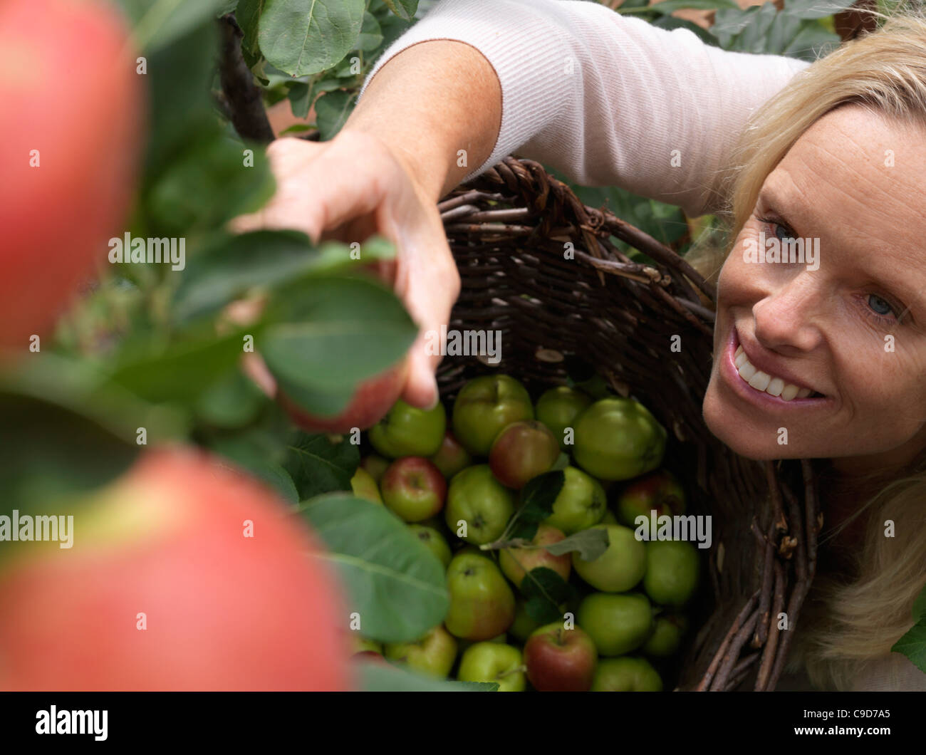 Canada, Alberta, woman harvesting apples Stock Photo Alamy