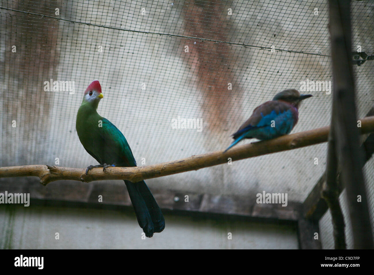 Tauraco erythrolophus / Red-crested Turaco. Two tropical birds on a perch, inside an aviary. Stock Photo