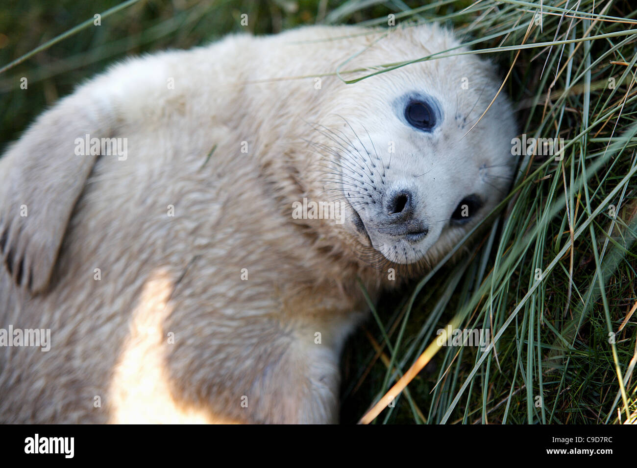 Baby Seal Cub Stock Photo Alamy