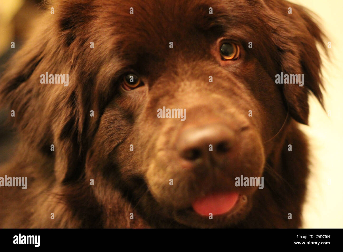 Why Is My Dogs Saliva Brown