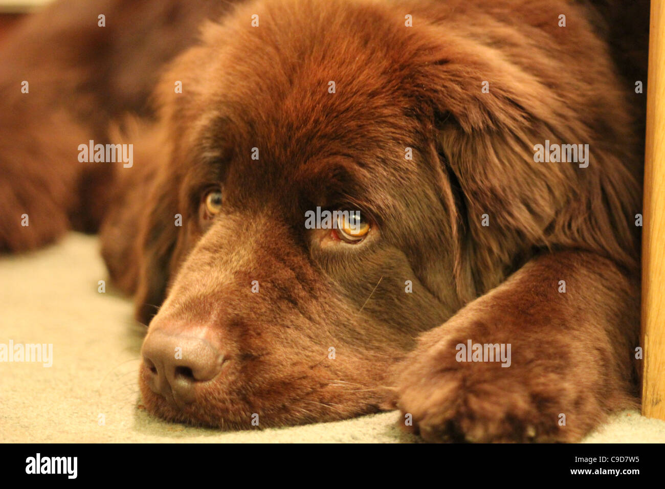 Newfoundland dog hi-res stock photography and images - Alamy