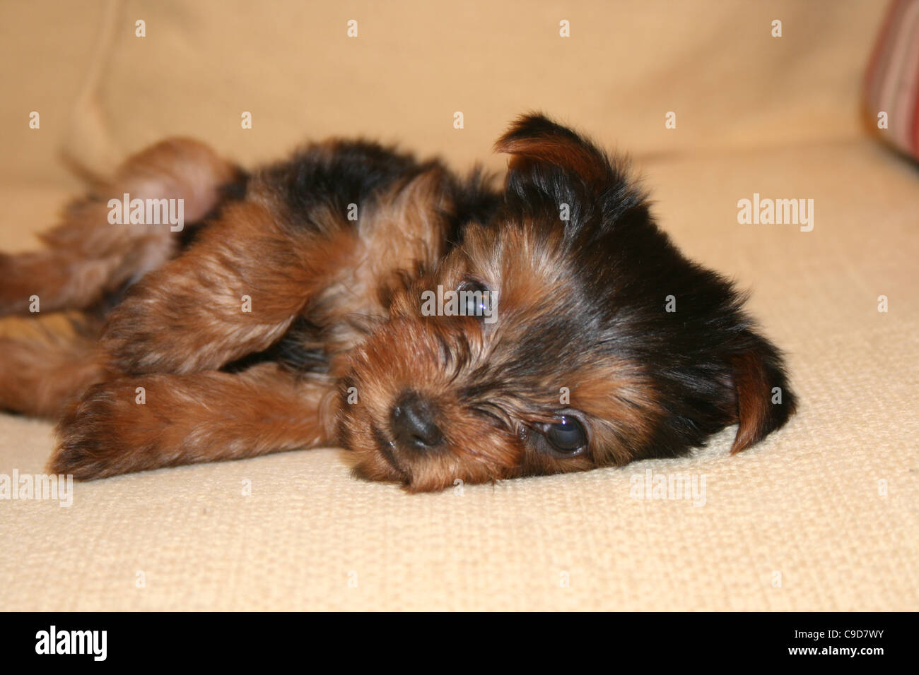 yorkshire terrier cup