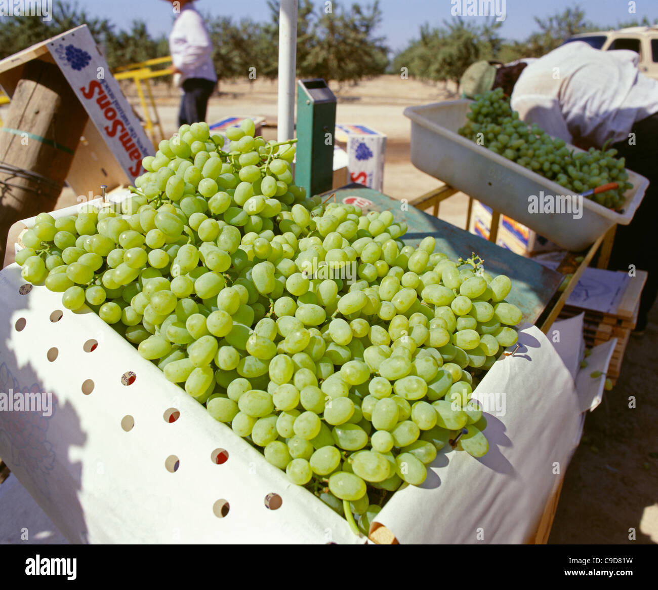 Packing Thompson seedless table grapes Stock Photo Alamy