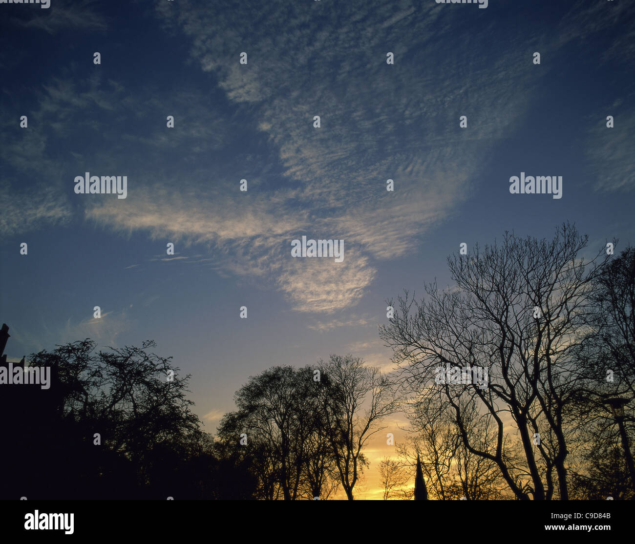 Silhouette of trees at sunset Stock Photo - Alamy