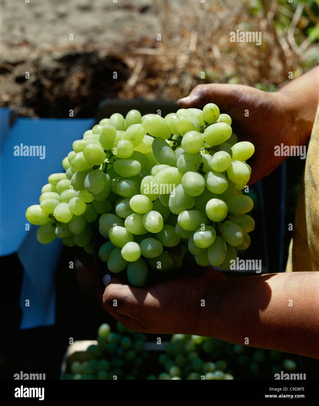 Bunches of Thompson seedless table grapes Stock Photo Alamy