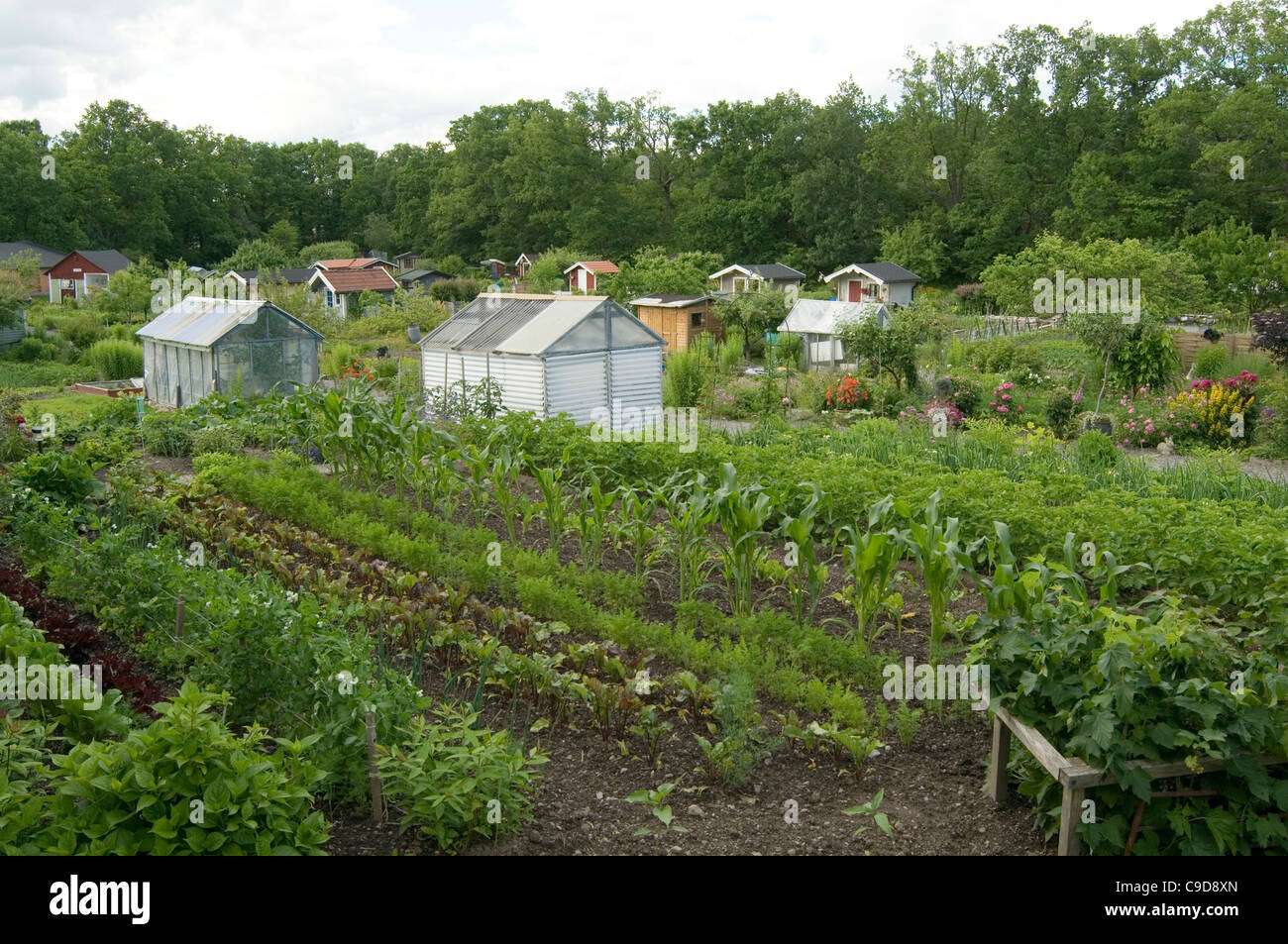 allotments allotment growing your own grow vegetables small holding