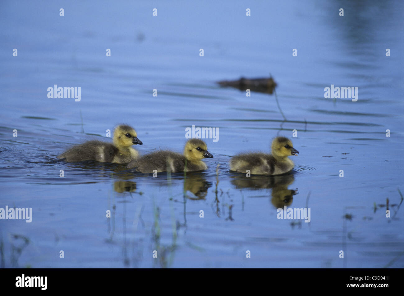 Canada Geese young swimming in water Stock Photo - Alamy